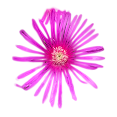 fleurs_violette