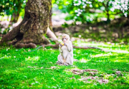 foret des singes fruit