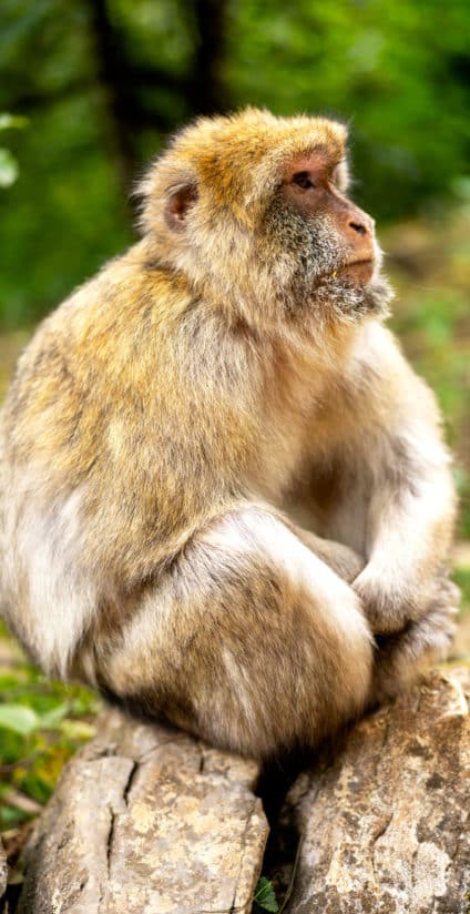 foret des singes portrait