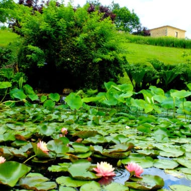 jardin eau 2